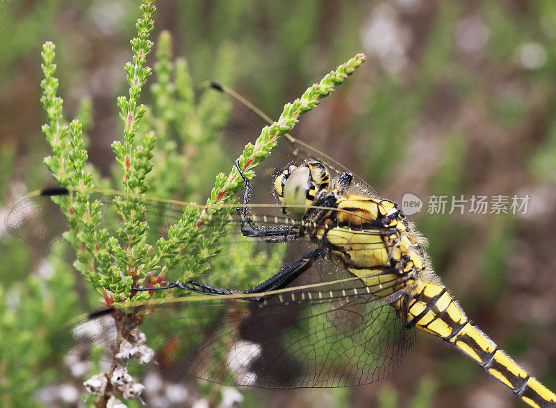 黑尾蜻蜓(Orthetrum cancellatum)雌